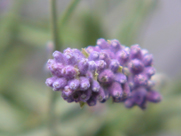 Clinical Aromatherapy for Hospitals